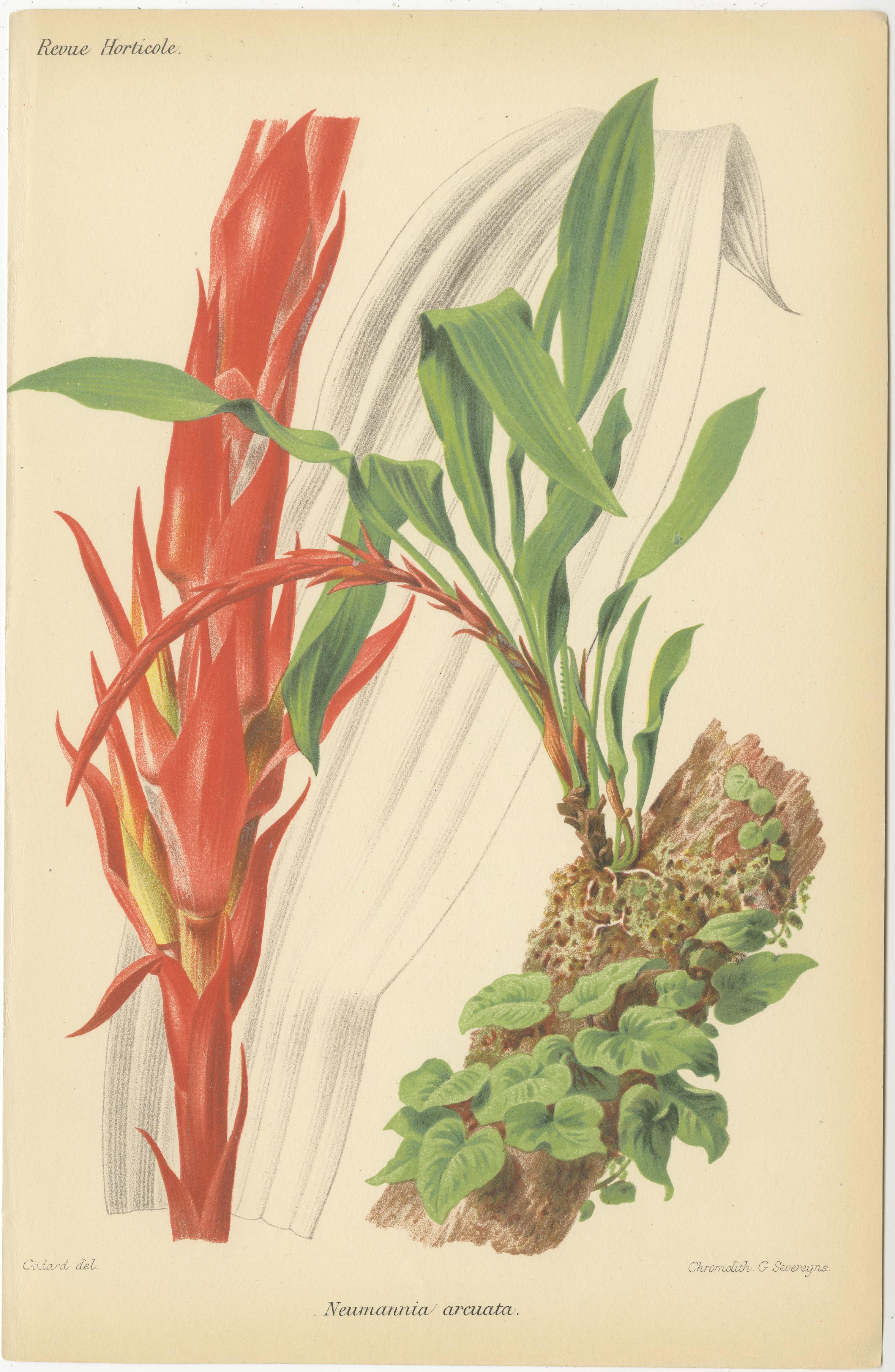 Exotische Botanik: Pitcairnia, Neumannia, Echnea, und Burchellia, um 1880 im Zustand „Gut“ im Angebot in Langweer, NL