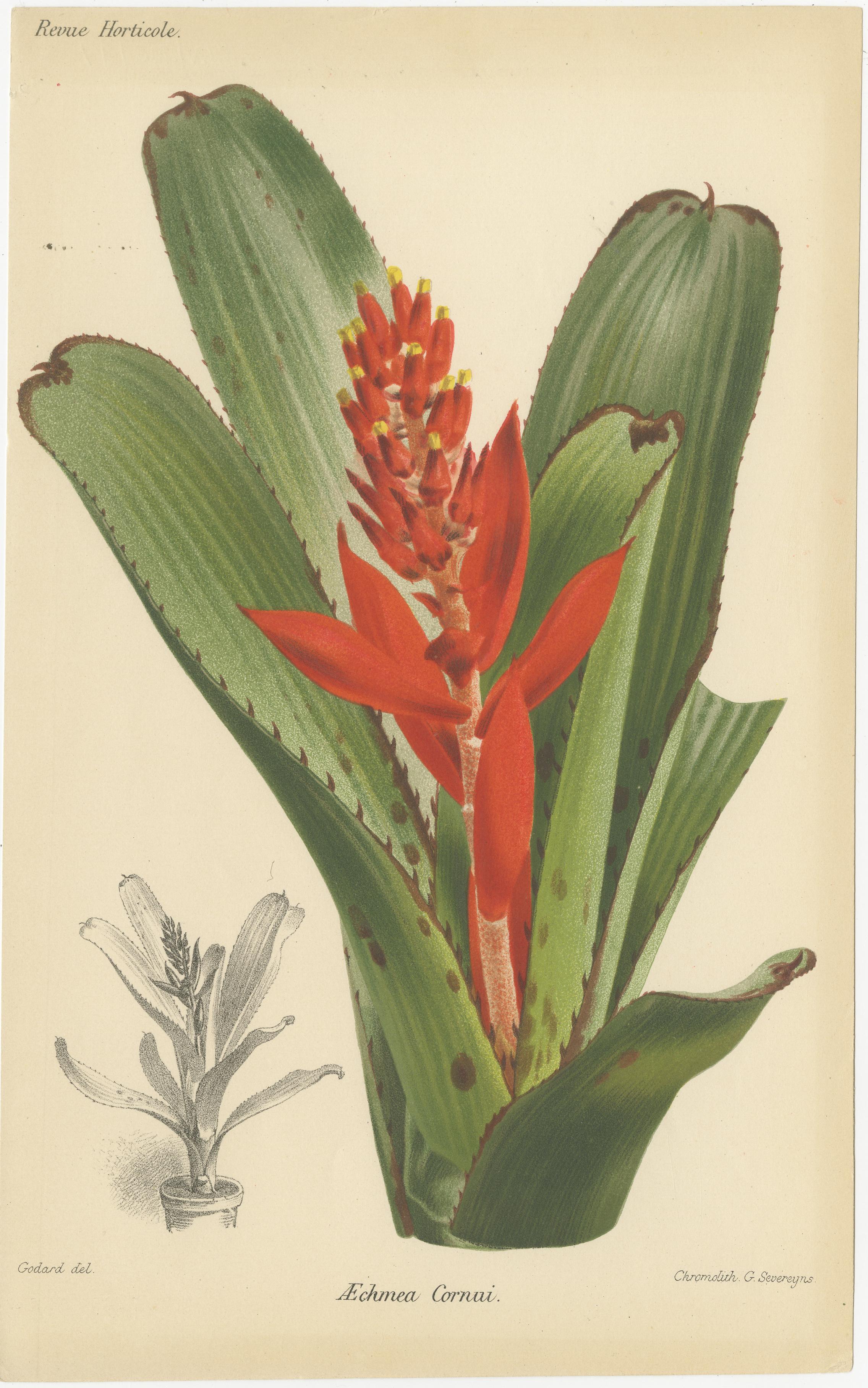 Exotische Botanik: Pitcairnia, Neumannia, Echnea, und Burchellia, um 1880 (Spätes 19. Jahrhundert) im Angebot