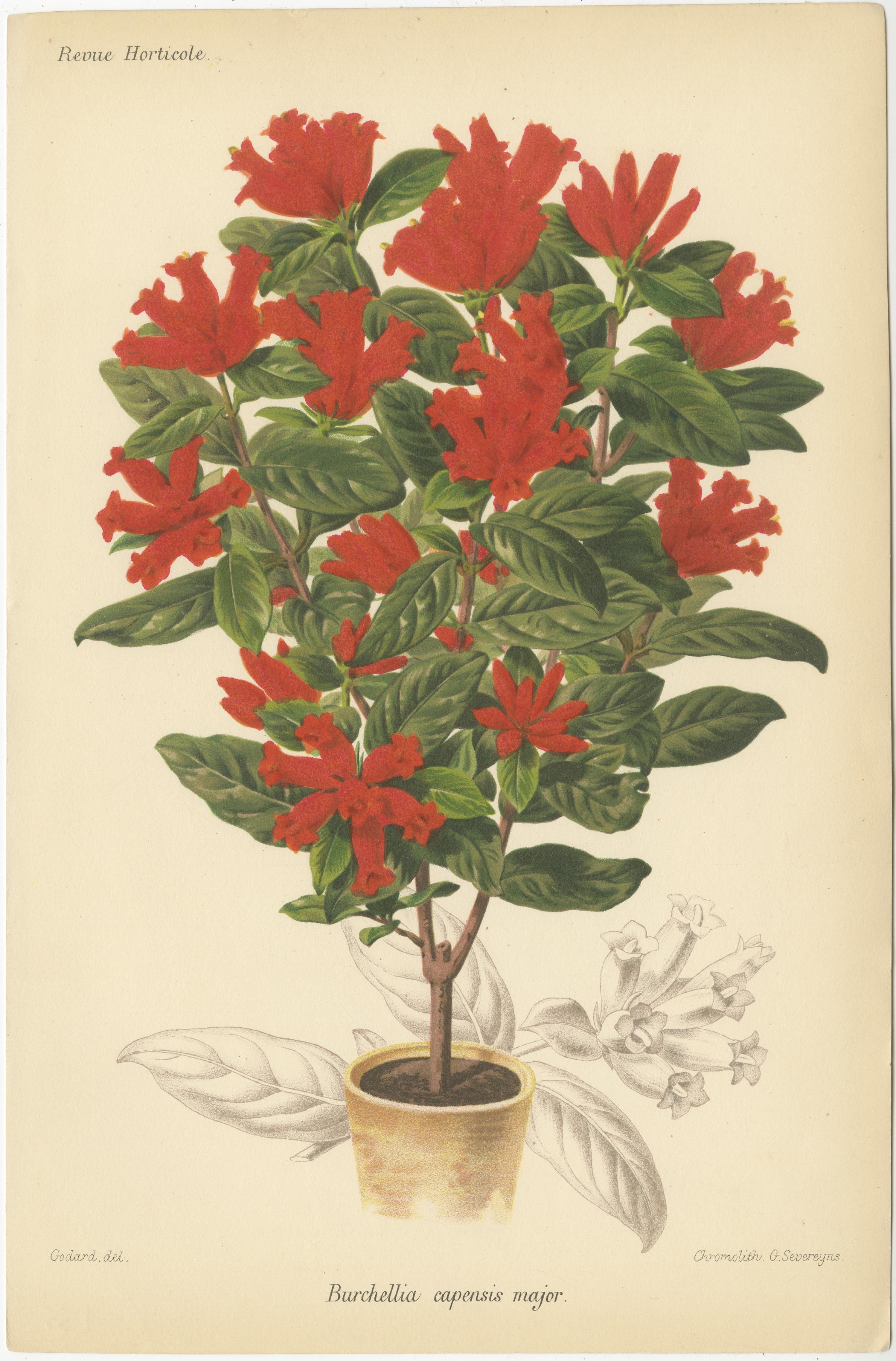 Exotische Botanik: Pitcairnia, Neumannia, Echnea, und Burchellia, um 1880 (Papier) im Angebot