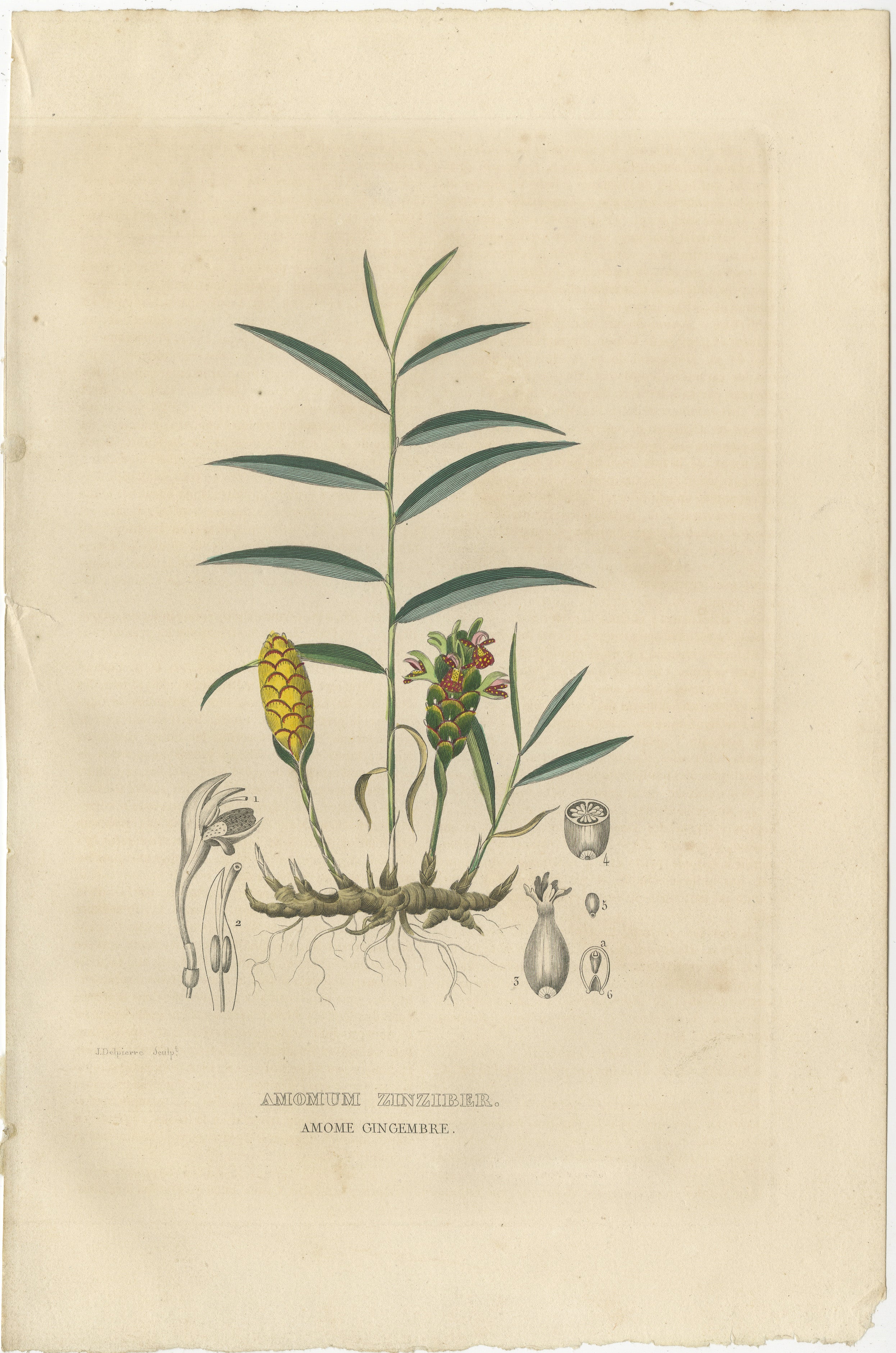 Antique botanical engraving of Amomum zinziber, better known as ginger. The engraving shows various parts of the ginger plant in a detailed, scientific illustration style typical of historical botanical texts.

At the center is the mature plant,