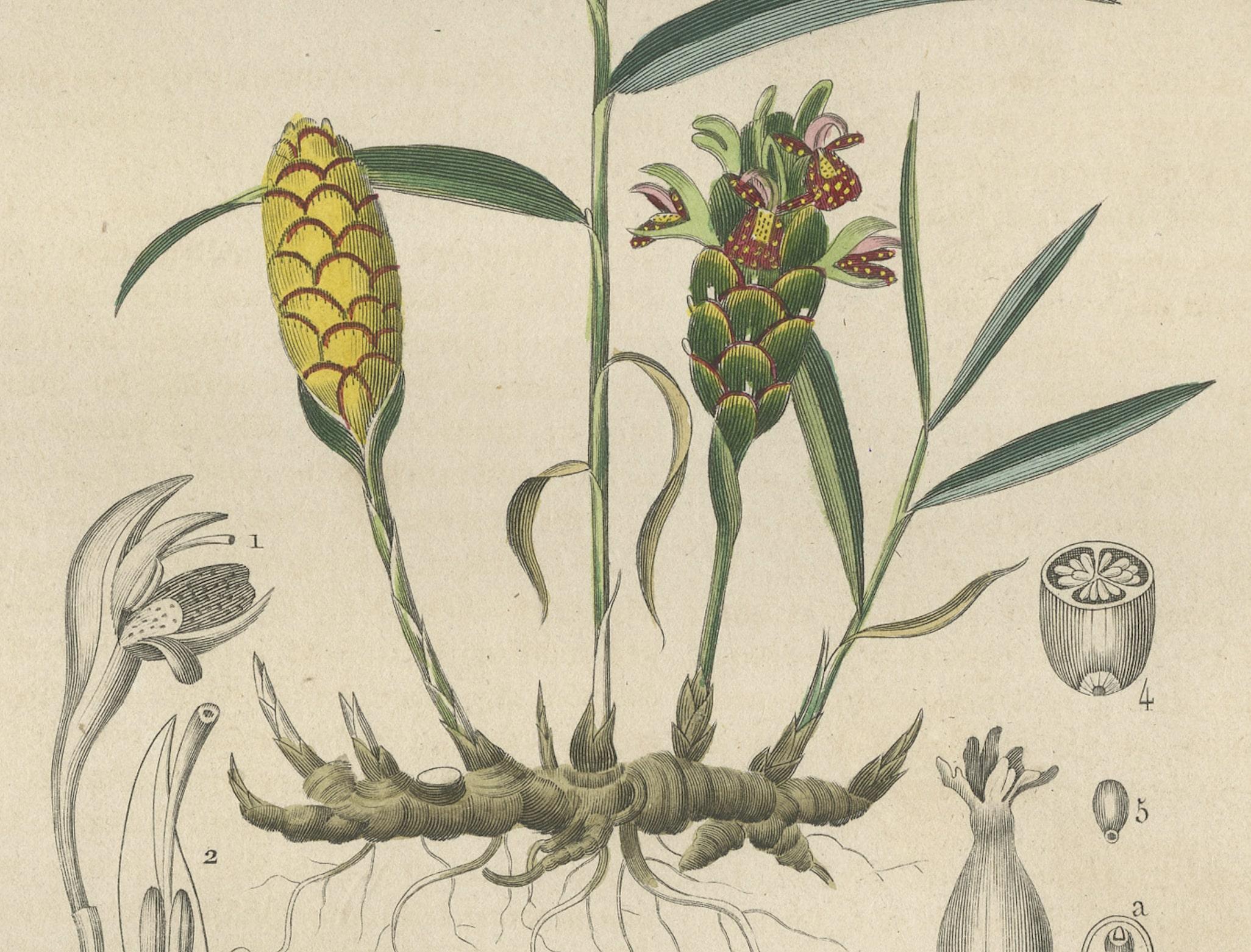 Exotic Botanicals Unveiled: The Ginger Plant in Art and Science, 1845 In Good Condition For Sale In Langweer, NL