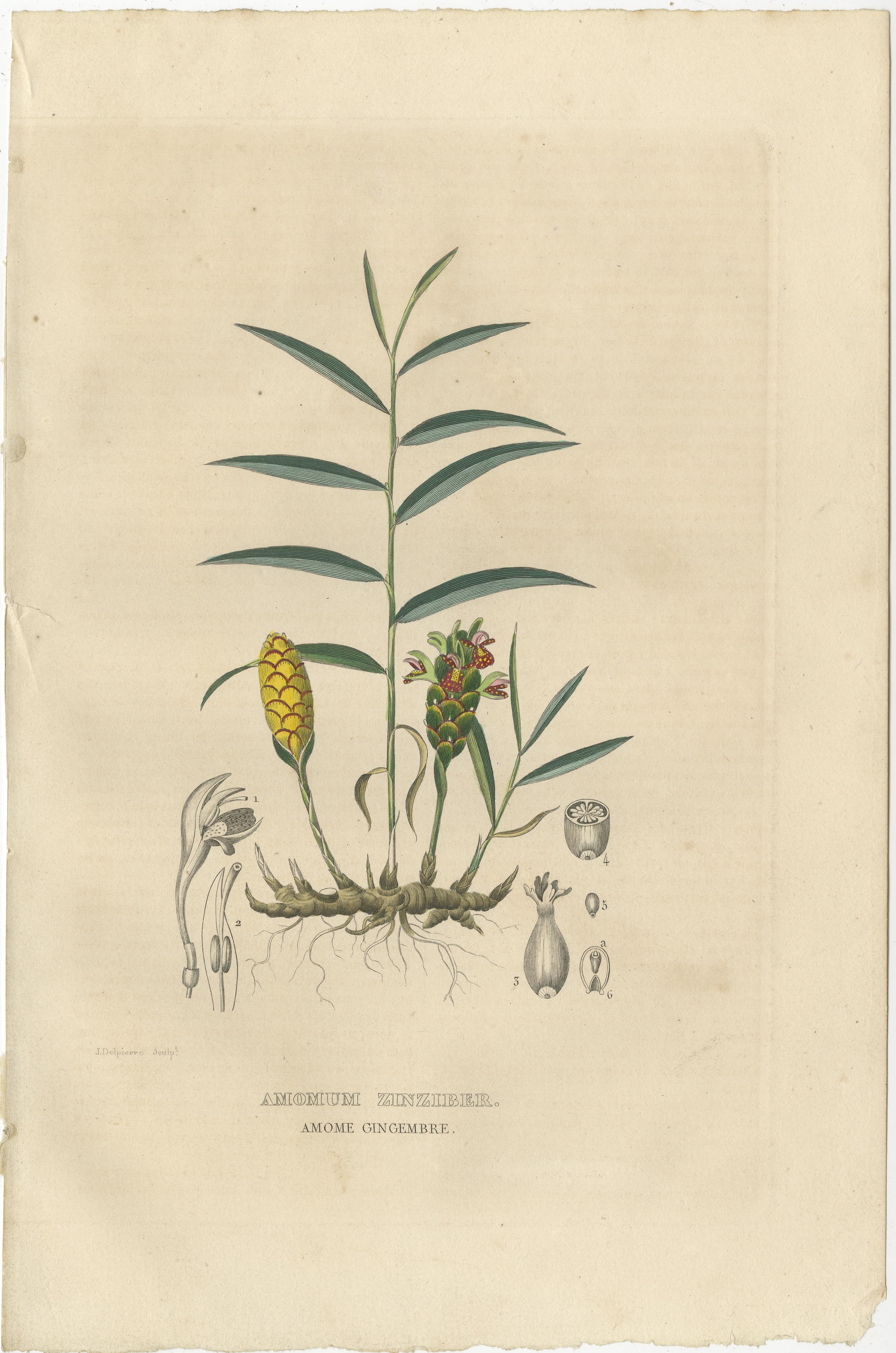 Mid-19th Century Exotic Botanicals Unveiled: The Ginger Plant in Art and Science, 1845 For Sale