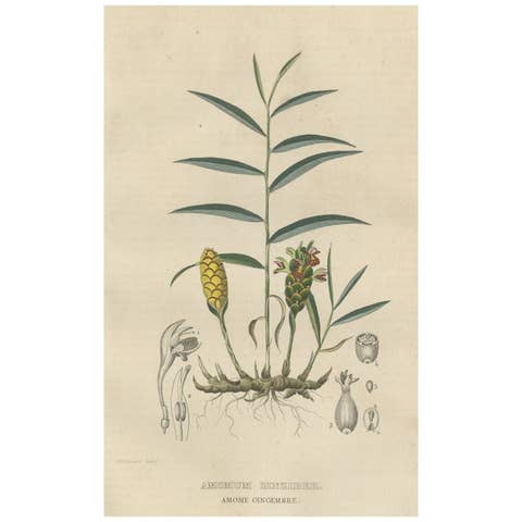 Exotic Botanicals Unveiled: The Ginger Plant in Art and Science, 1845