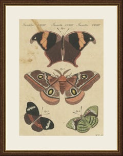 Exotic Butterflies and Saturniid Moth, Antique Bertuch Print, Vienna, circa 1815