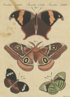 Exotic Butterflies and Saturniid Moth, Antique Bertuch Print, Vienna, circa 1815