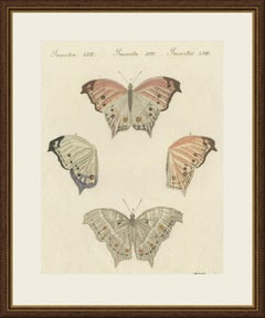 Exotic Butterfly with Wing Details, Antique Bertuch Print, Vienna, circa 1812