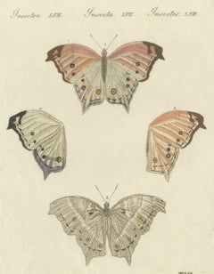 Exotic Butterfly with Wing Details, Antique Bertuch Print, Vienna, circa 1812