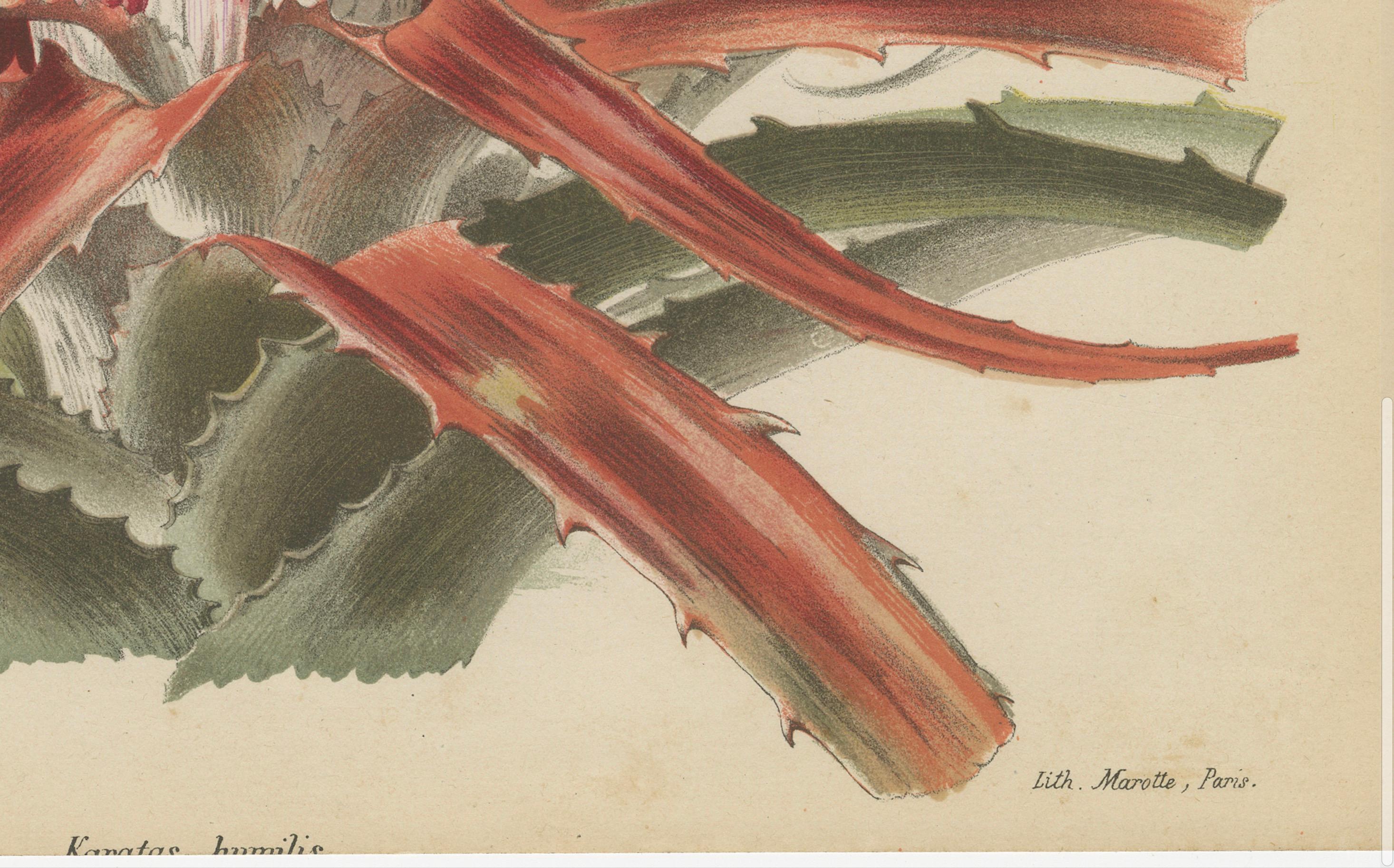 The print is named the Aechmea fasciata, commonly known as the Silver Vase Plant or Urn Plant. This is a fine colored chromolithographic print from the 'Revue de l'Horticulture Belge et Étrangère,' which was published between 1875 and 1906.

