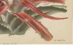 Exotic Elegance: Silver Vase Plant in Vintage Chromolithographic Art, circa 1890