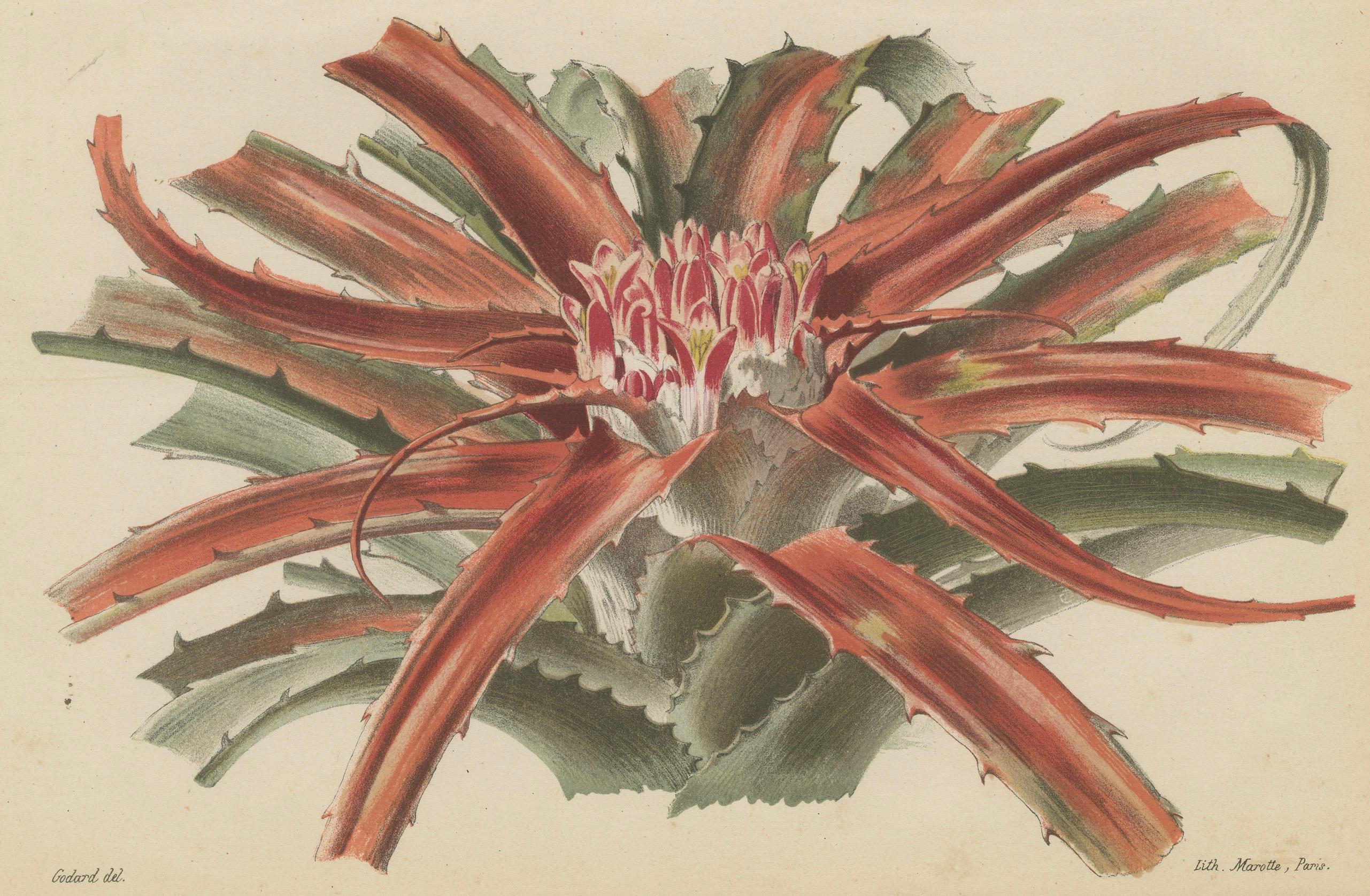 Late 19th Century Exotic Elegance: Silver Vase Plant in Vintage Chromolithographic Art, circa 1890 For Sale