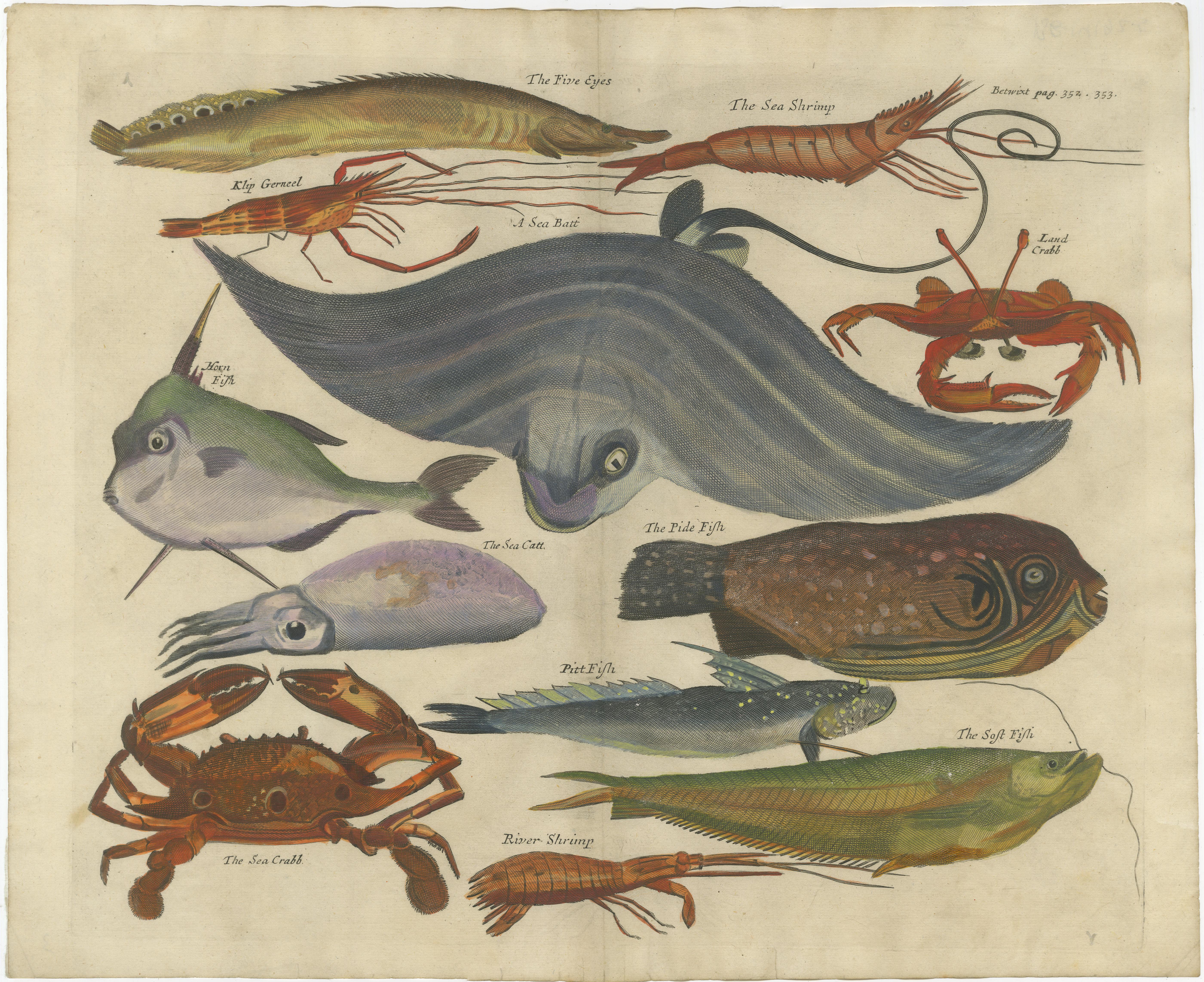 Exotic Fish Prints - Set of Five Hand-Colored Engravings by John Nieuhoff, c1704