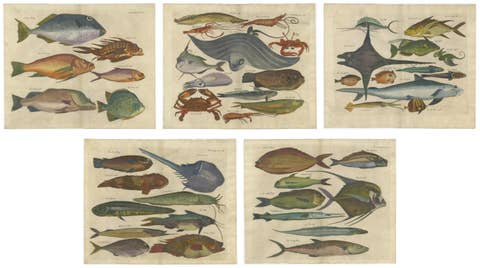 Exotic Fish Prints - Set of Five Hand-Colored Engravings by John Nieuhoff, c1704