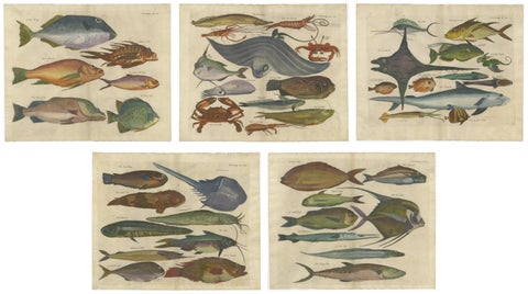 Exotic Fish Prints - Set of Five Hand-Colored Engravings by John Nieuhoff, c1704