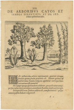 Exotic Flora of the Indies: The Cajus and Jambos Trees Copper Engraved in 1601