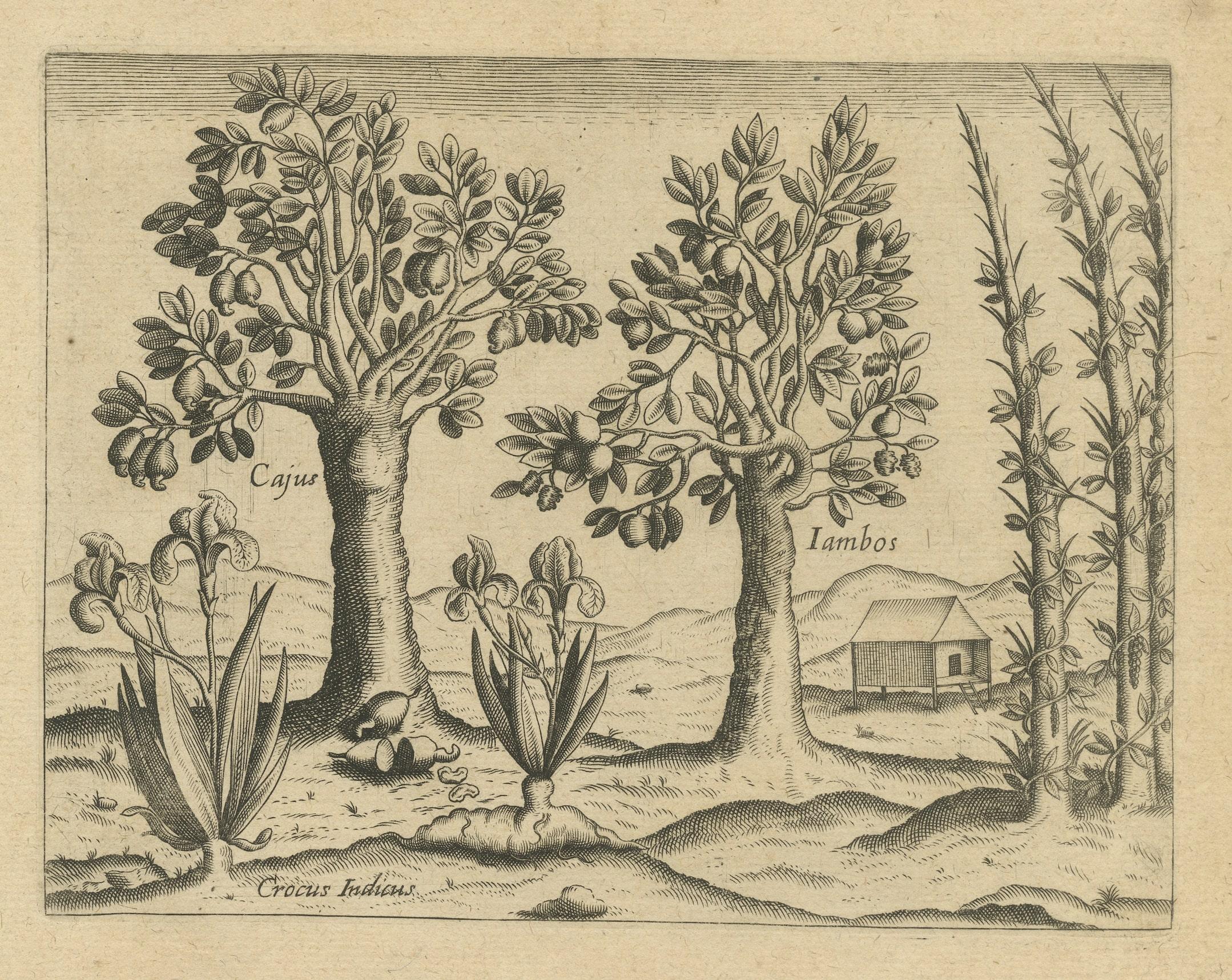 Exotic Flora of the Indies: The Cajus and Jambos Trees Copper Engraved in 1601 In Good Condition For Sale In Langweer, NL
