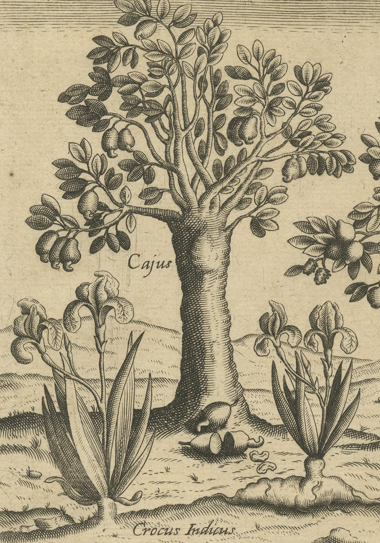 Paper Exotic Flora of the Indies: The Cajus and Jambos Trees Copper Engraved in 1601 For Sale