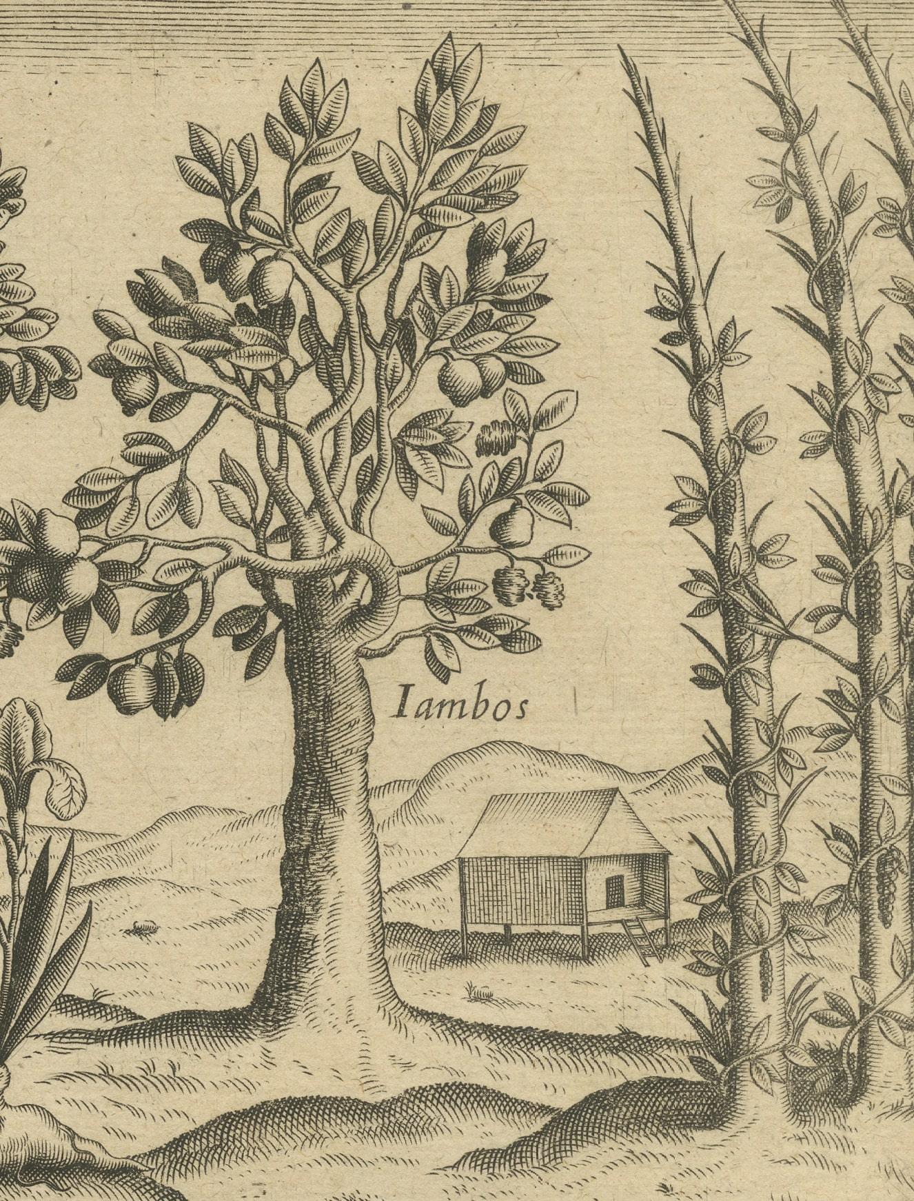 Exotic Flora of the Indies: The Cajus and Jambos Trees Copper Engraved in 1601 For Sale 1