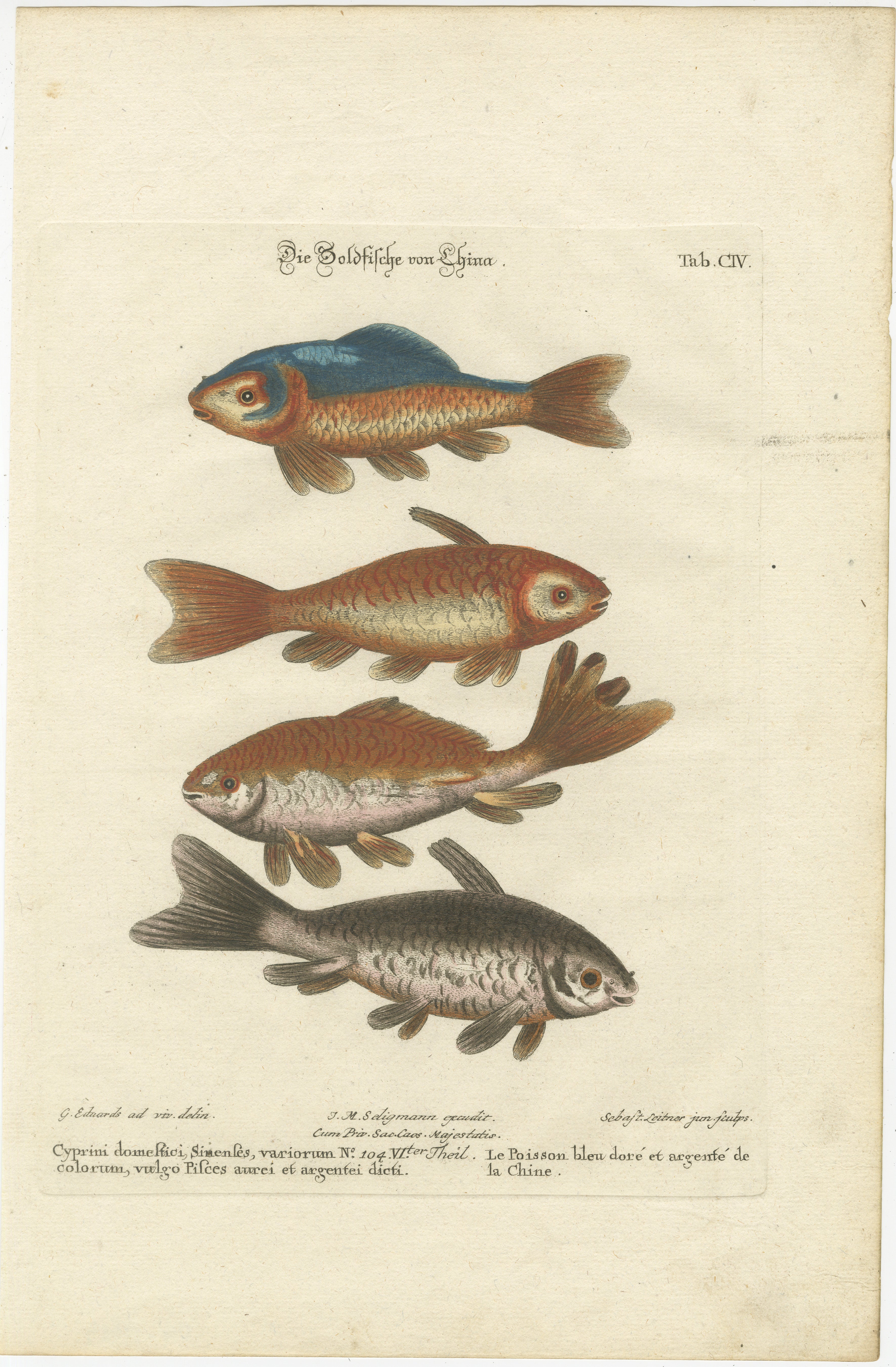 Dies ist ein handkolorierter Kupferstich aus dem 18. Jahrhundert von Johann Michael Seligmann, der auf einer Originalillustration des berühmten englischen Naturforschers und Illustrators George Edwards basiert. Diese Tafel ist Teil von Seligmanns