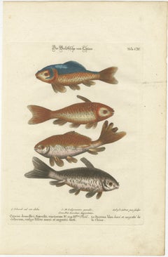 Exotic Goldfish of China: An 18th-Century Hand-Colored Copper Engraving, c.1773