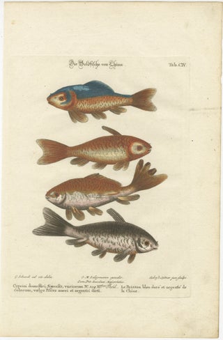 Exotic Goldfish of China: An 18th-Century Hand-Colored Copper Engraving, c.1773, view 2