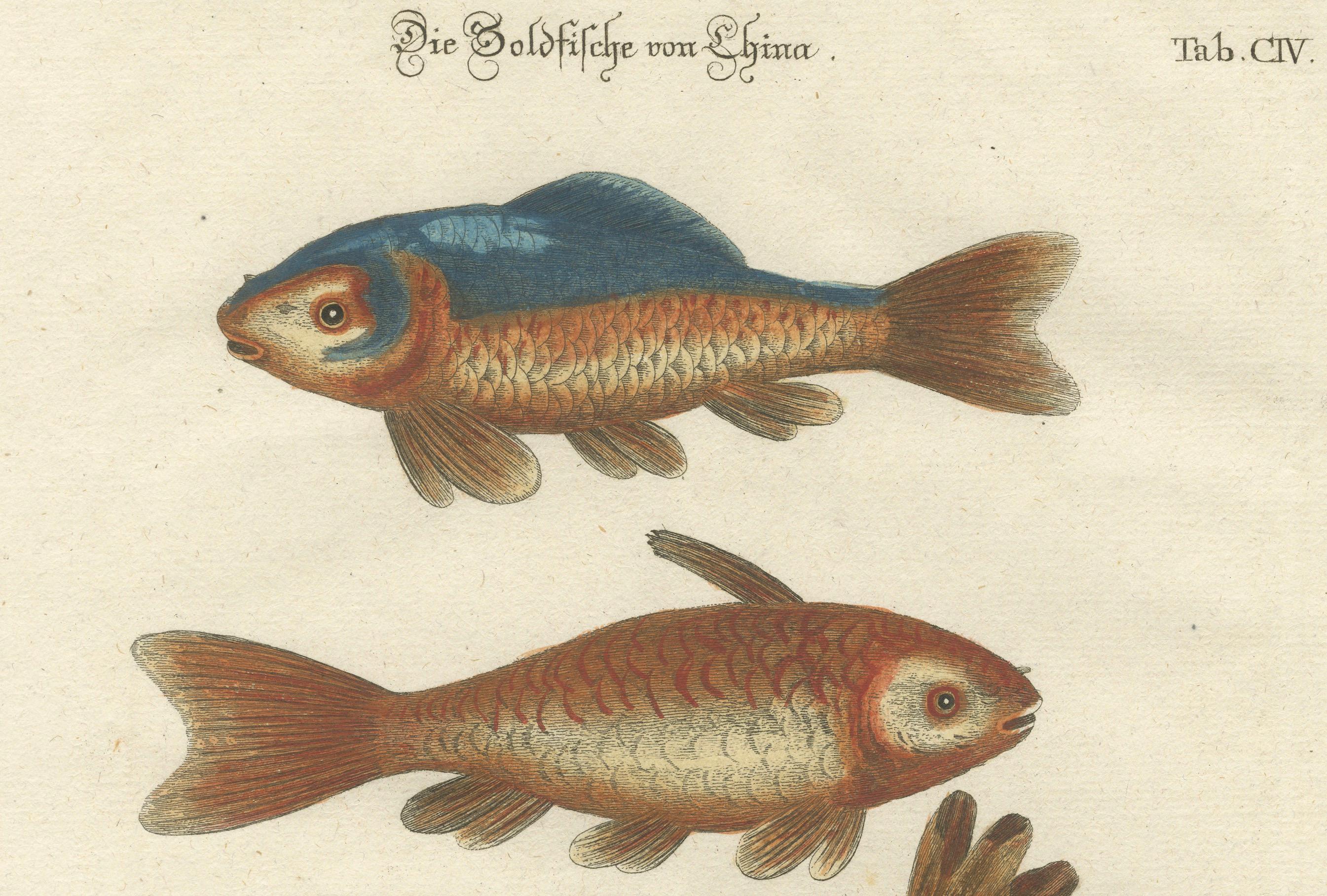 Exotische Goldfischfische Chinas: Ein handkolorierter Kupferstich aus dem 18. Jahrhundert, um 1773 (Graviert) im Angebot