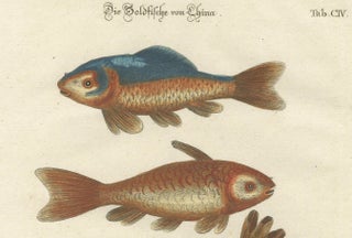 Exotic Goldfish of China: An 18th-Century Hand-Colored Copper Engraving, c.1773, view 3