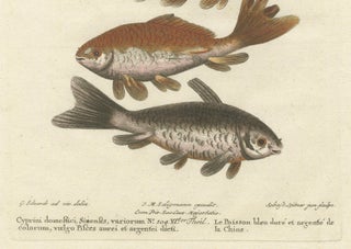 Exotic Goldfish of China: An 18th-Century Hand-Colored Copper Engraving, c.1773, view 4