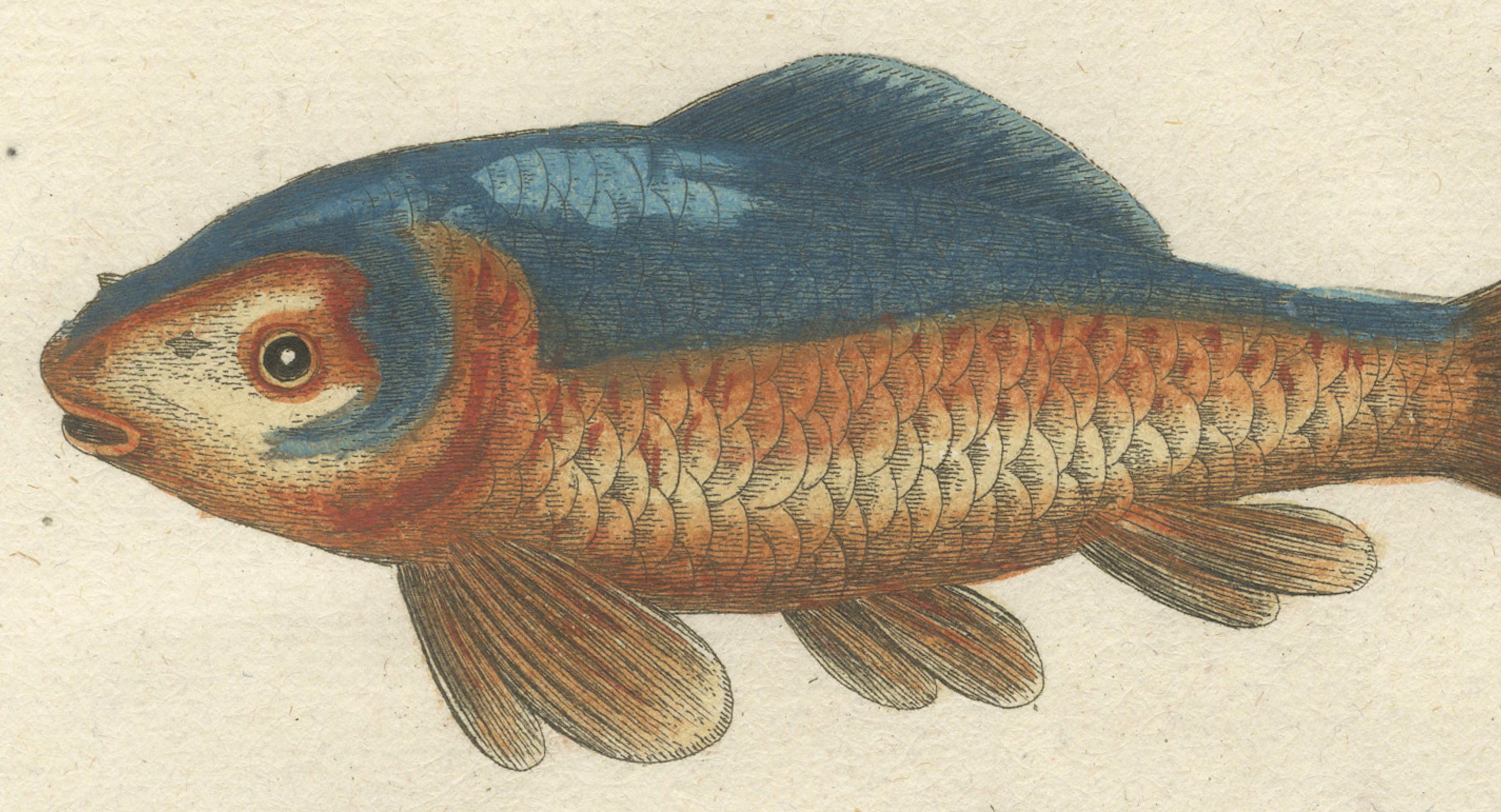 Exotische Goldfischfische Chinas: Ein handkolorierter Kupferstich aus dem 18. Jahrhundert, um 1773 (Spätes 18. Jahrhundert) im Angebot