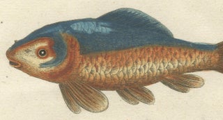 Exotic Goldfish of China: An 18th-Century Hand-Colored Copper Engraving, c.1773, view 5