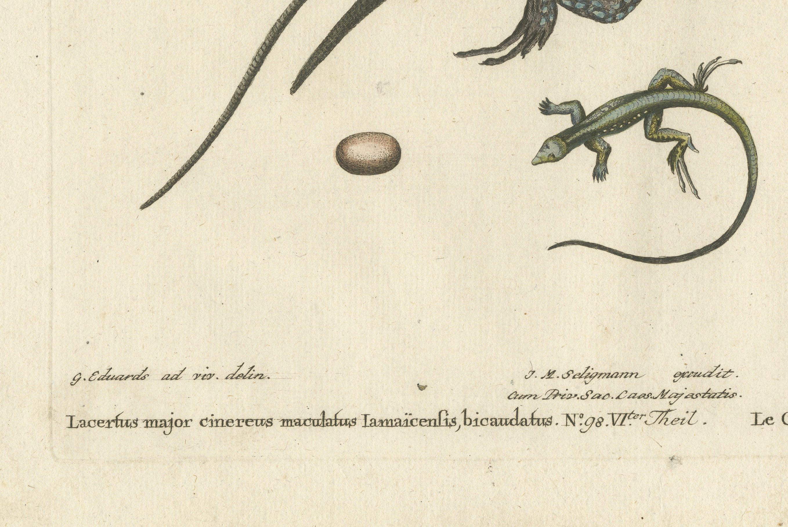 This is a hand-colored copper engraving by Johann Michael Seligmann, based on the work of George Edwards. The print is from Seligmann's *Sammlung verschiedener ausländischer und seltener Vögel* (Collection of Various Foreign and Rare Birds),