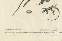 Exotic Jamaican Lizards: The Large Spotted Fork-Tailed Lizard Engraved, c.1773