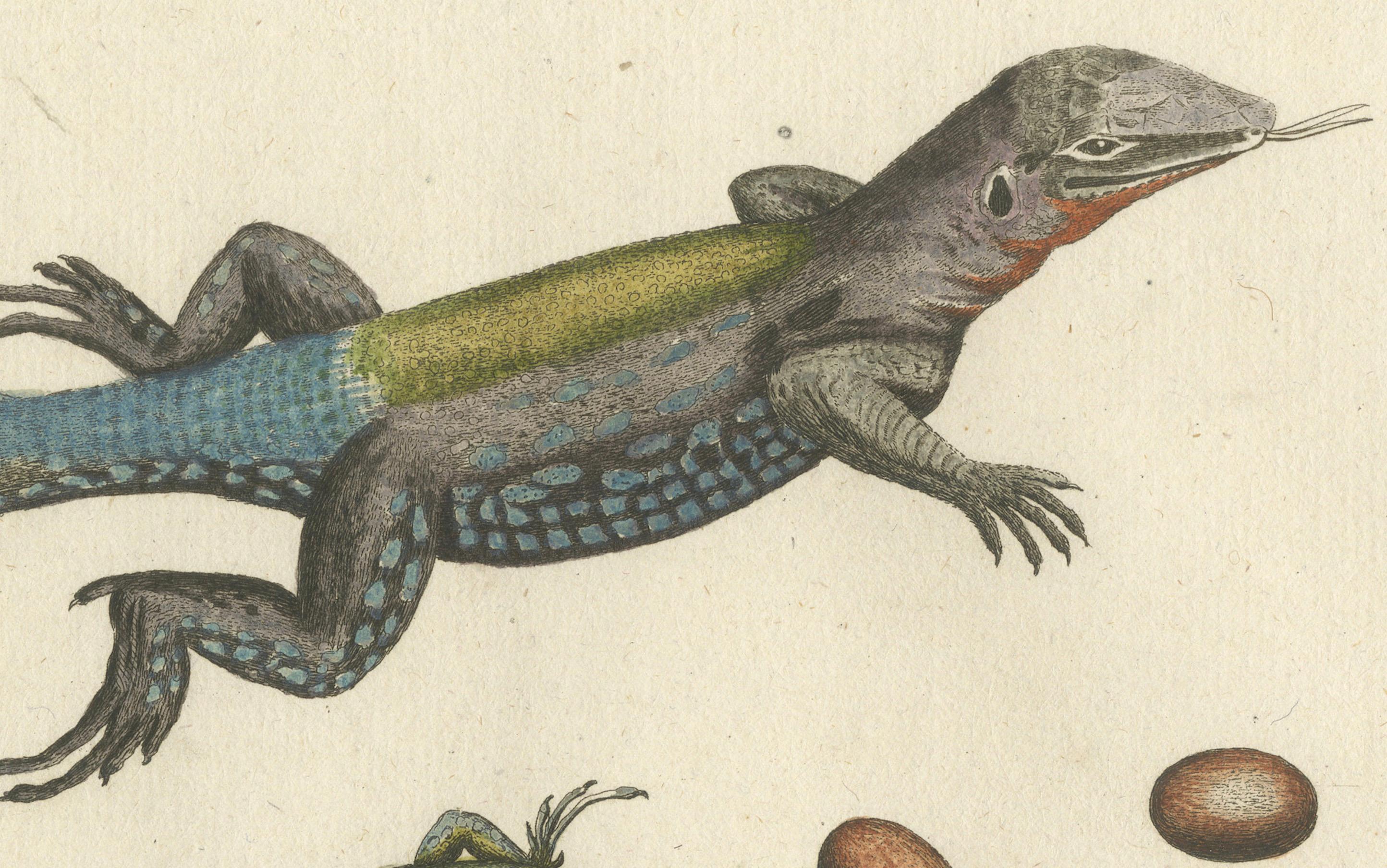Late 18th Century Exotic Jamaican Lizards: The Large Spotted Fork-Tailed Lizard Engraved, c.1773 For Sale