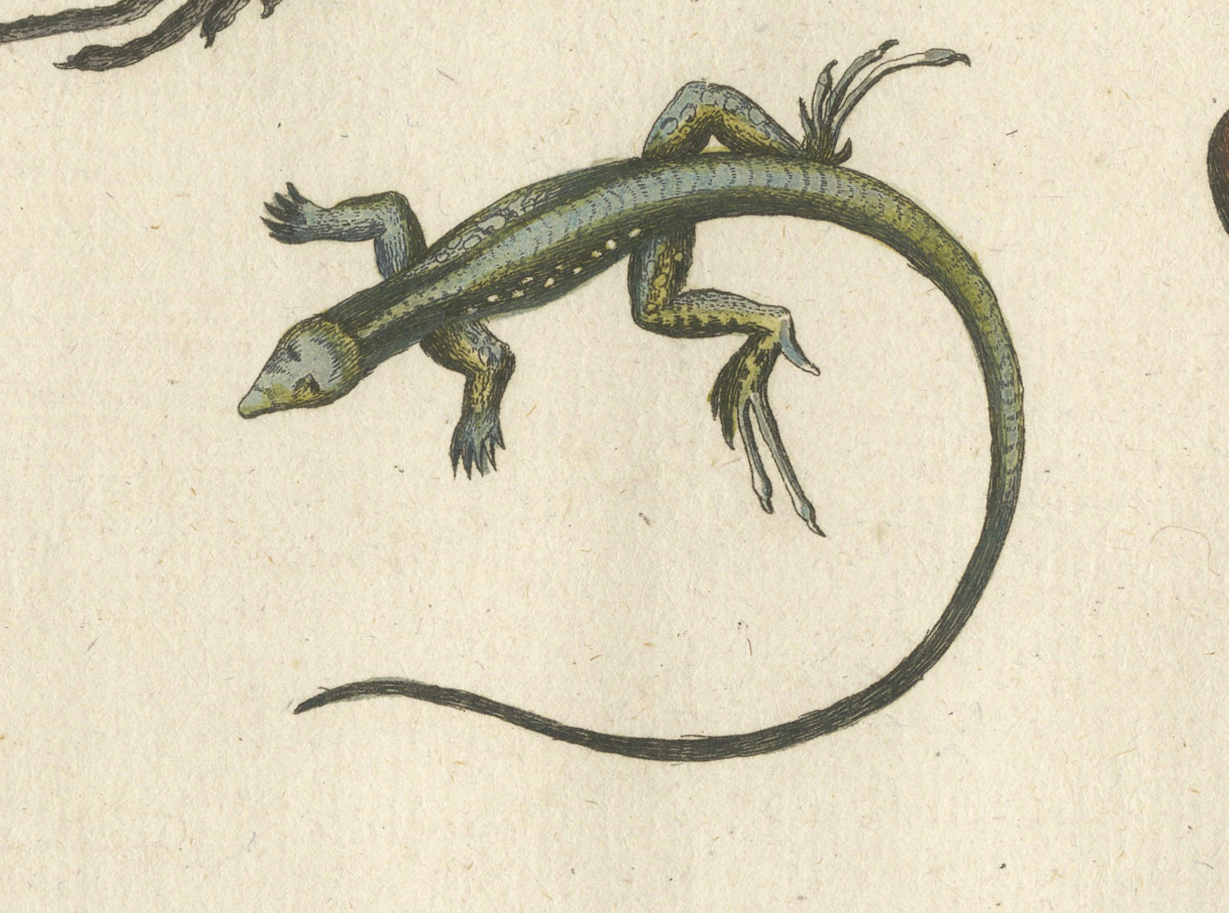 Paper Exotic Jamaican Lizards: The Large Spotted Fork-Tailed Lizard Engraved, c.1773 For Sale