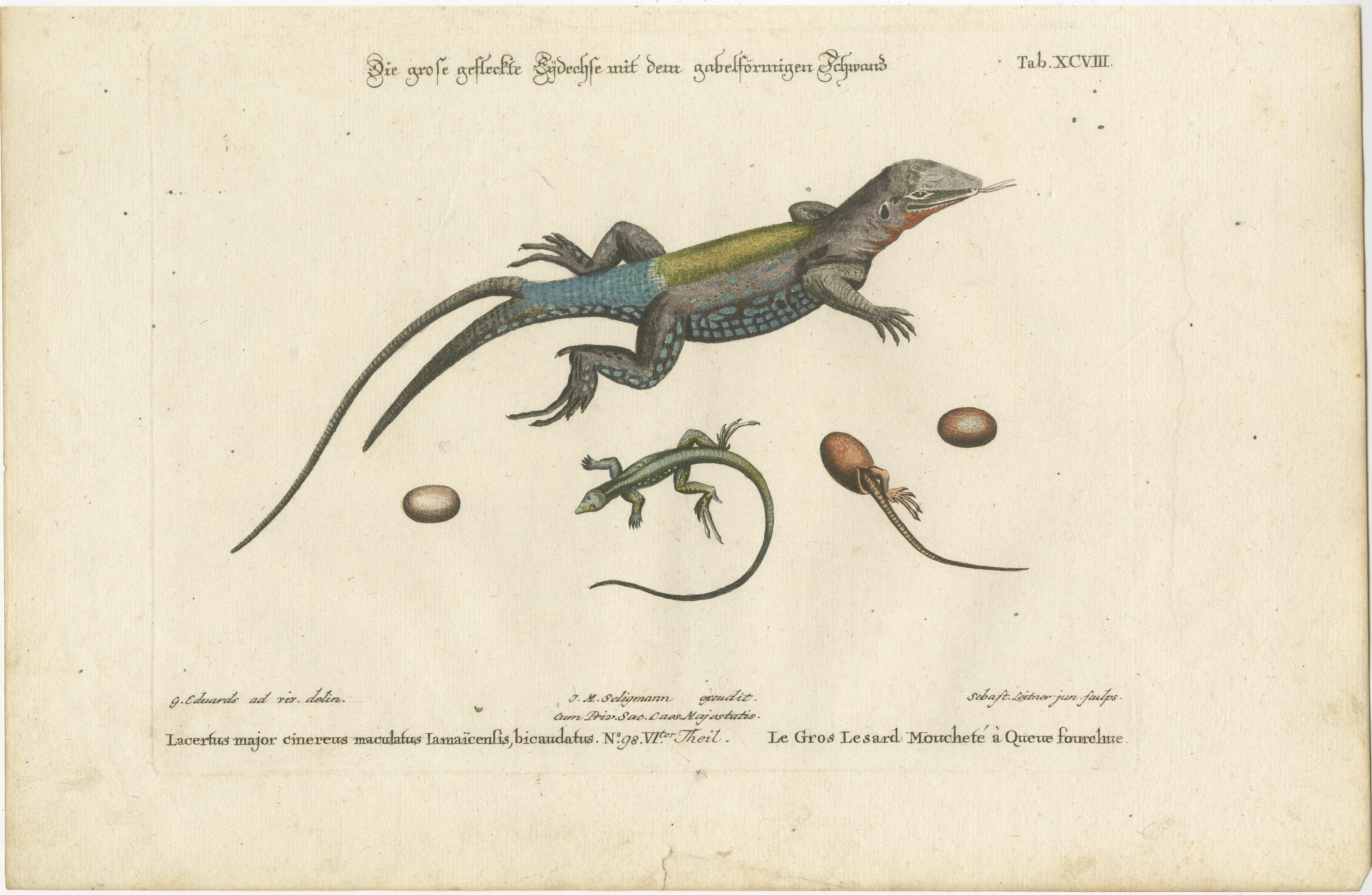 Exotic Jamaican Lizards: The Large Spotted Fork-Tailed Lizard Engraved, c.1773 For Sale 1