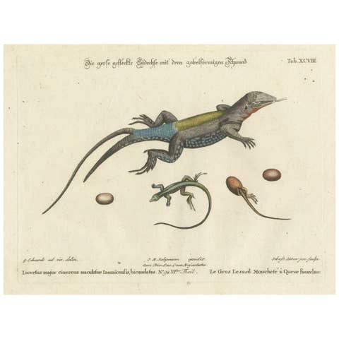 Exotic Jamaican Lizards: The Large Spotted Fork-Tailed Lizard Engraved, c.1773