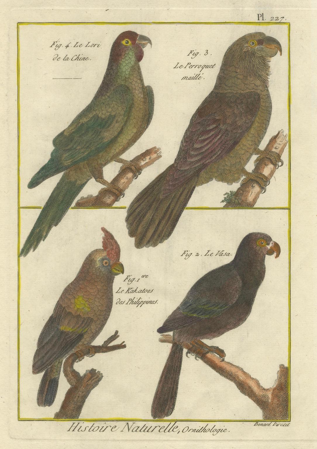 This beautiful hand-colored engraving is a work by Robert Benard (1734-1786), published around 1790, and was part of the *Encyclopédie Méthodique*, a monumental work of the Enlightenment period. 

The engraving is a study of exotic parrots,