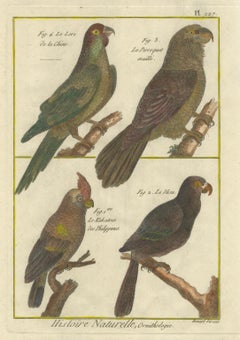 Exotic Parrots from the 18th Century: Hand-Colored Engraving by Robert Benard