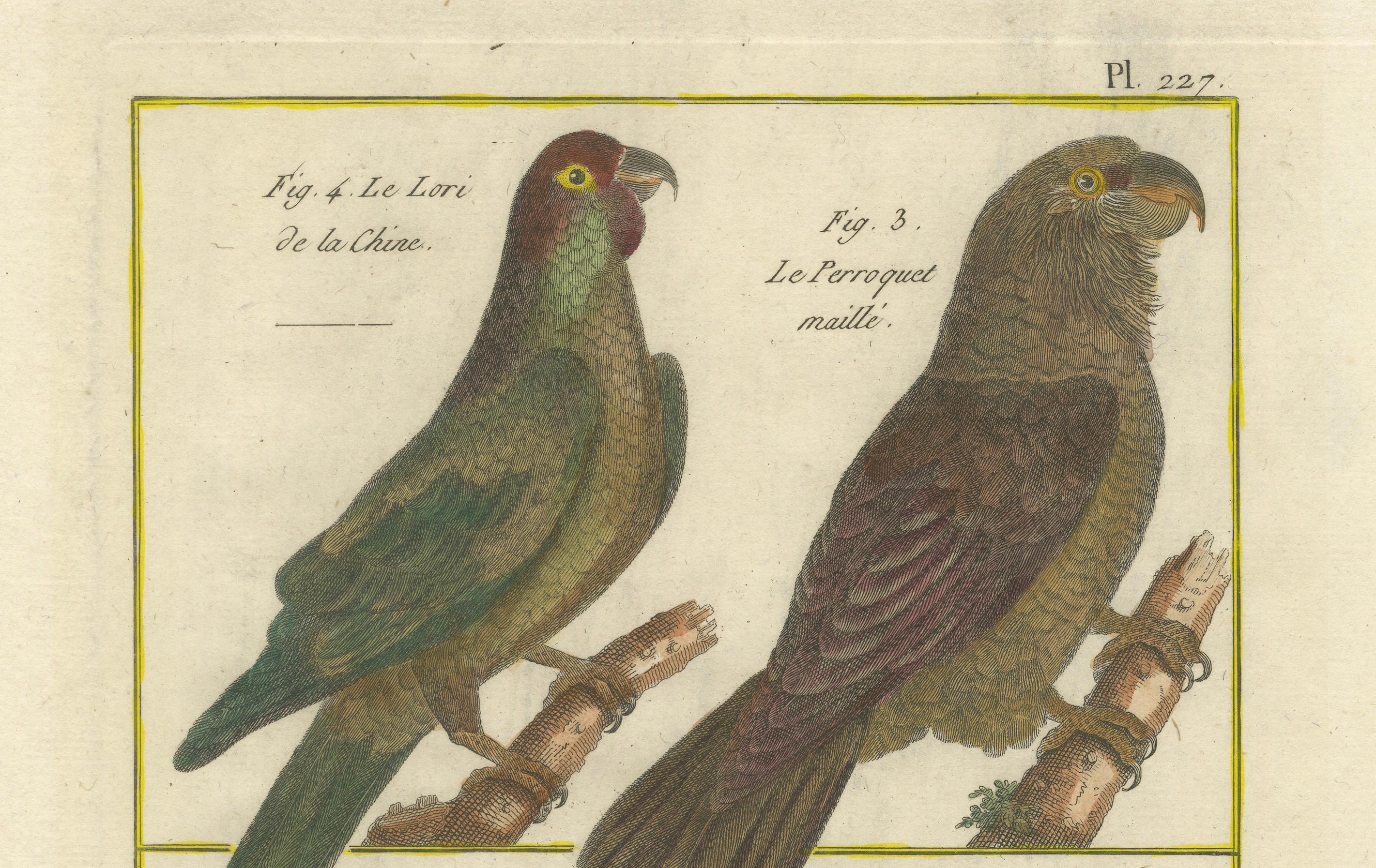 Engraved Exotic Parrots from the 18th Century: Hand-Colored Engraving by Robert Benard For Sale