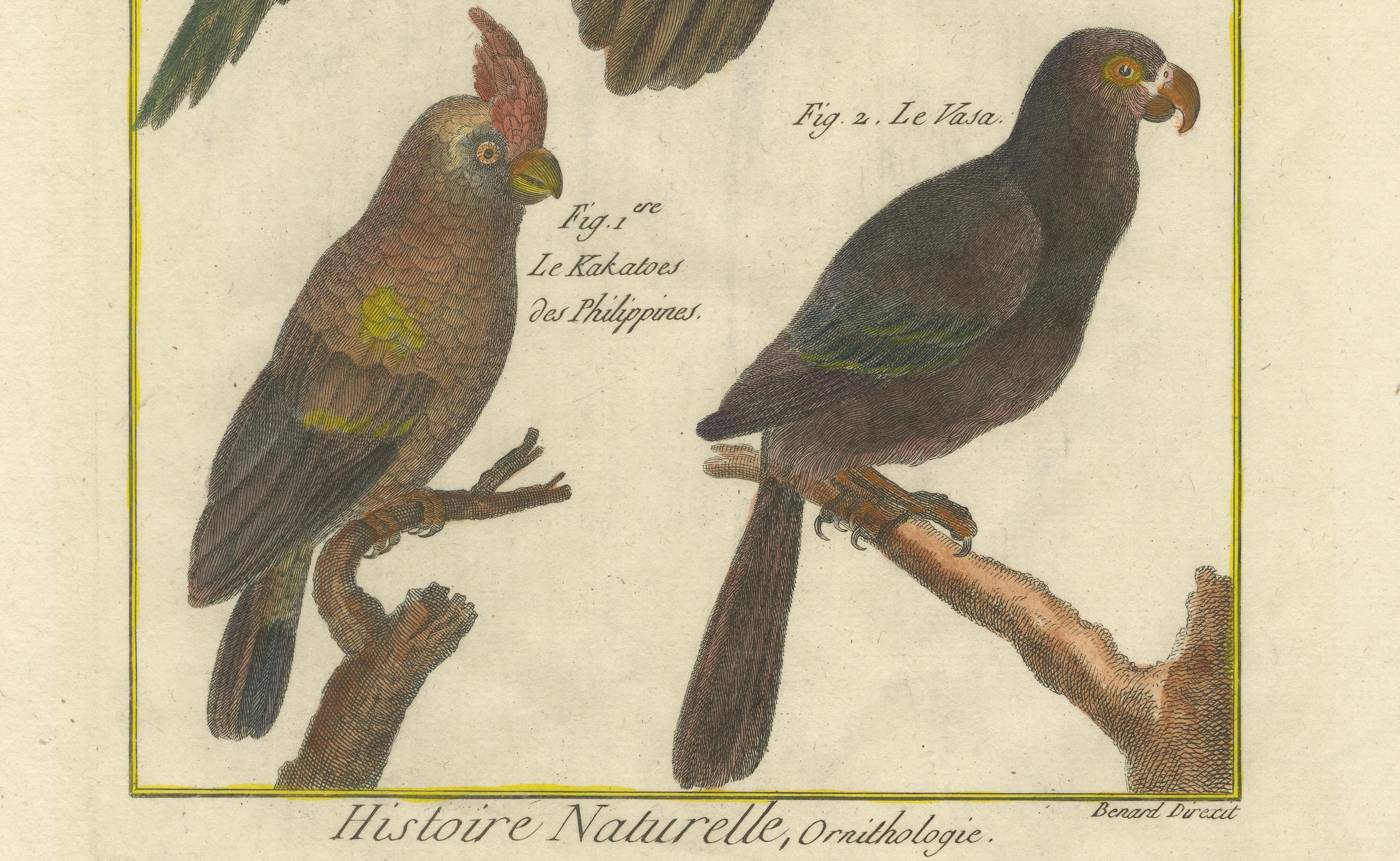 Exotic Parrots from the 18th Century: Hand-Colored Engraving by Robert Benard In Good Condition For Sale In Langweer, NL