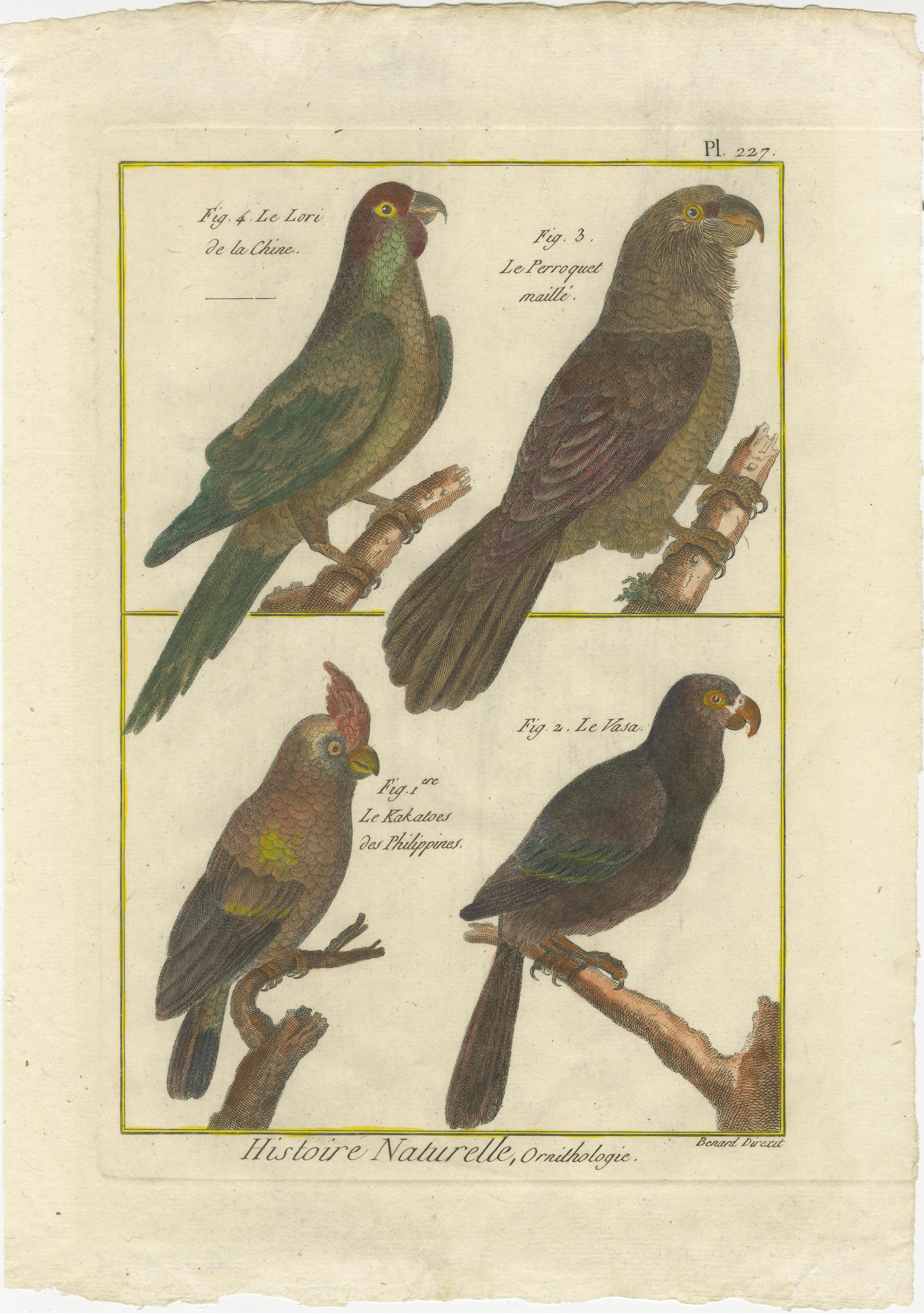 Late 18th Century Exotic Parrots from the 18th Century: Hand-Colored Engraving by Robert Benard For Sale