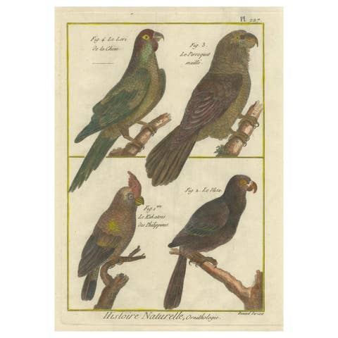 Exotic Parrots from the 18th Century: Hand-Colored Engraving by Robert Benard