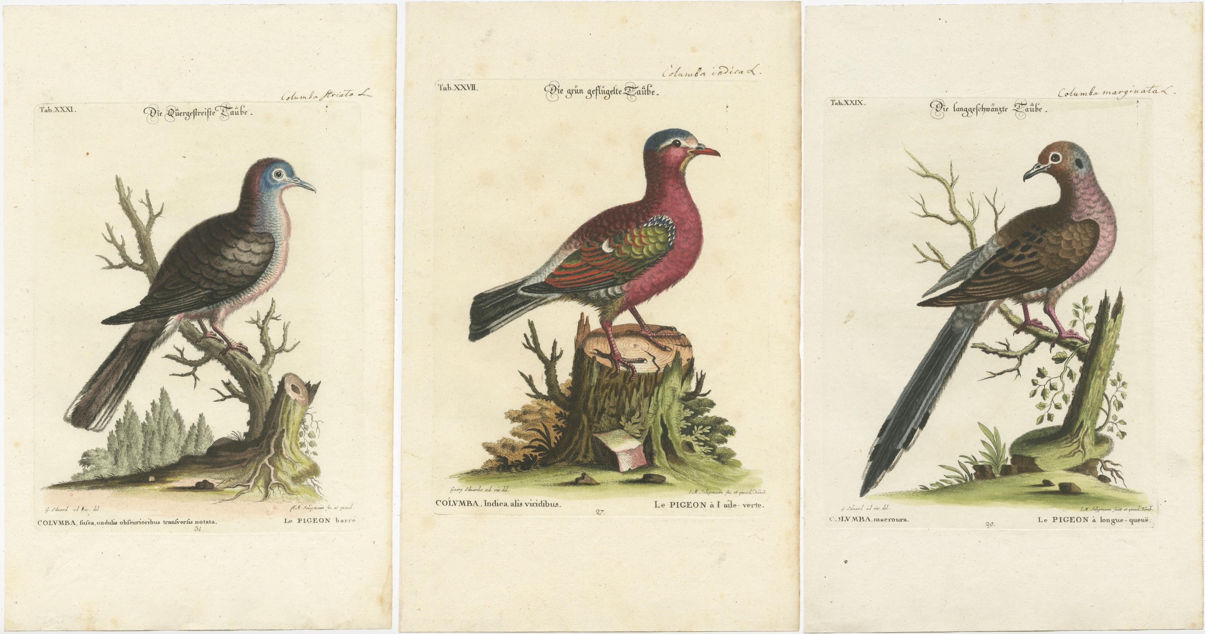 Title: Exotic Pigeons of the World: Hand-Colored Engravings from the Seligmann Edition, After George Edwards’ Natural History

This set of three beautifully detailed hand-colored engravings depicts various species of pigeons from across the world,