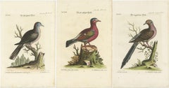 Exotic Pigeons: Hand-Colored Engravings from the Seligmann Edition, c.1770
