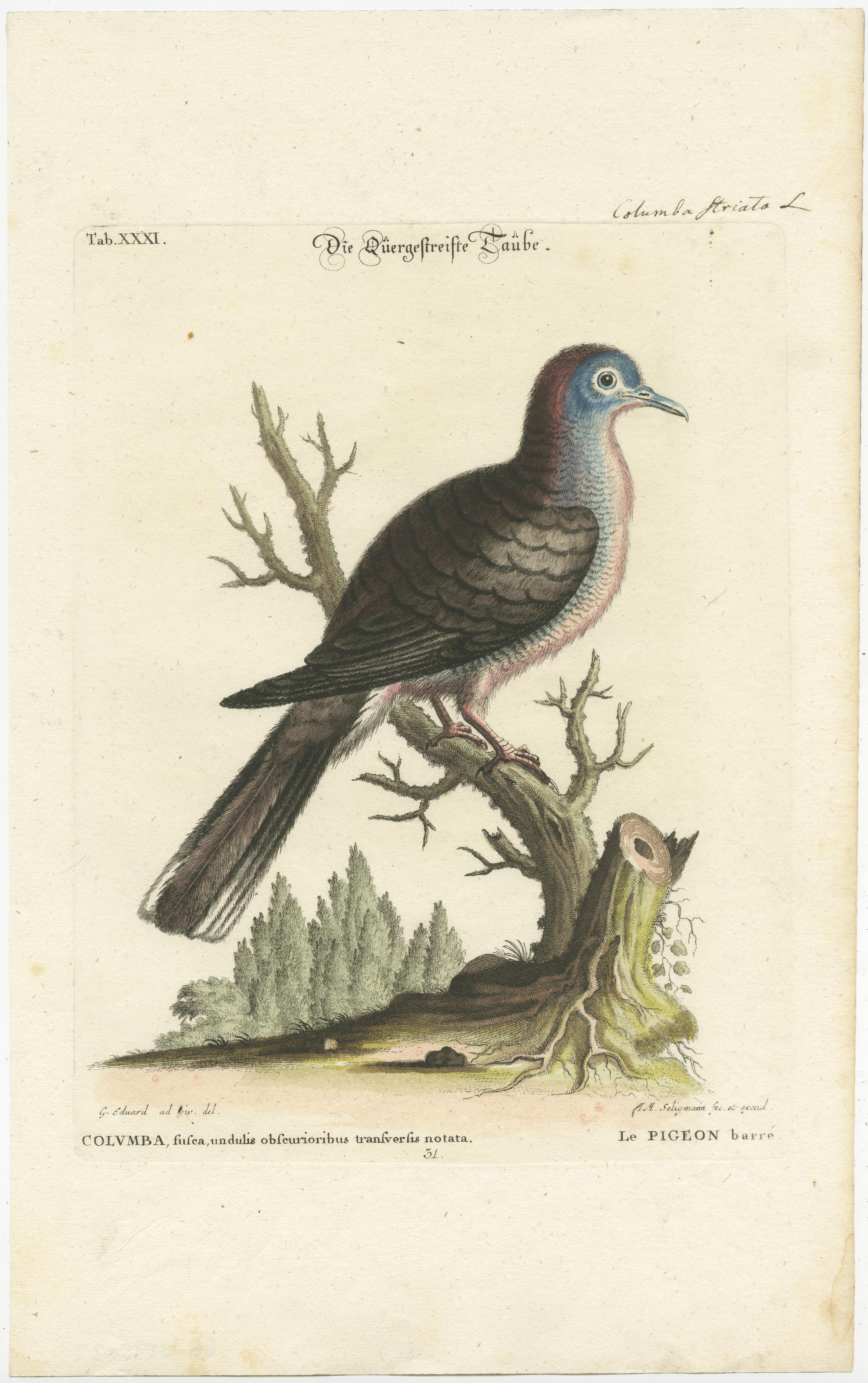 Engraved Exotic Pigeons: Hand-Colored Engravings from the Seligmann Edition, c.1770 For Sale