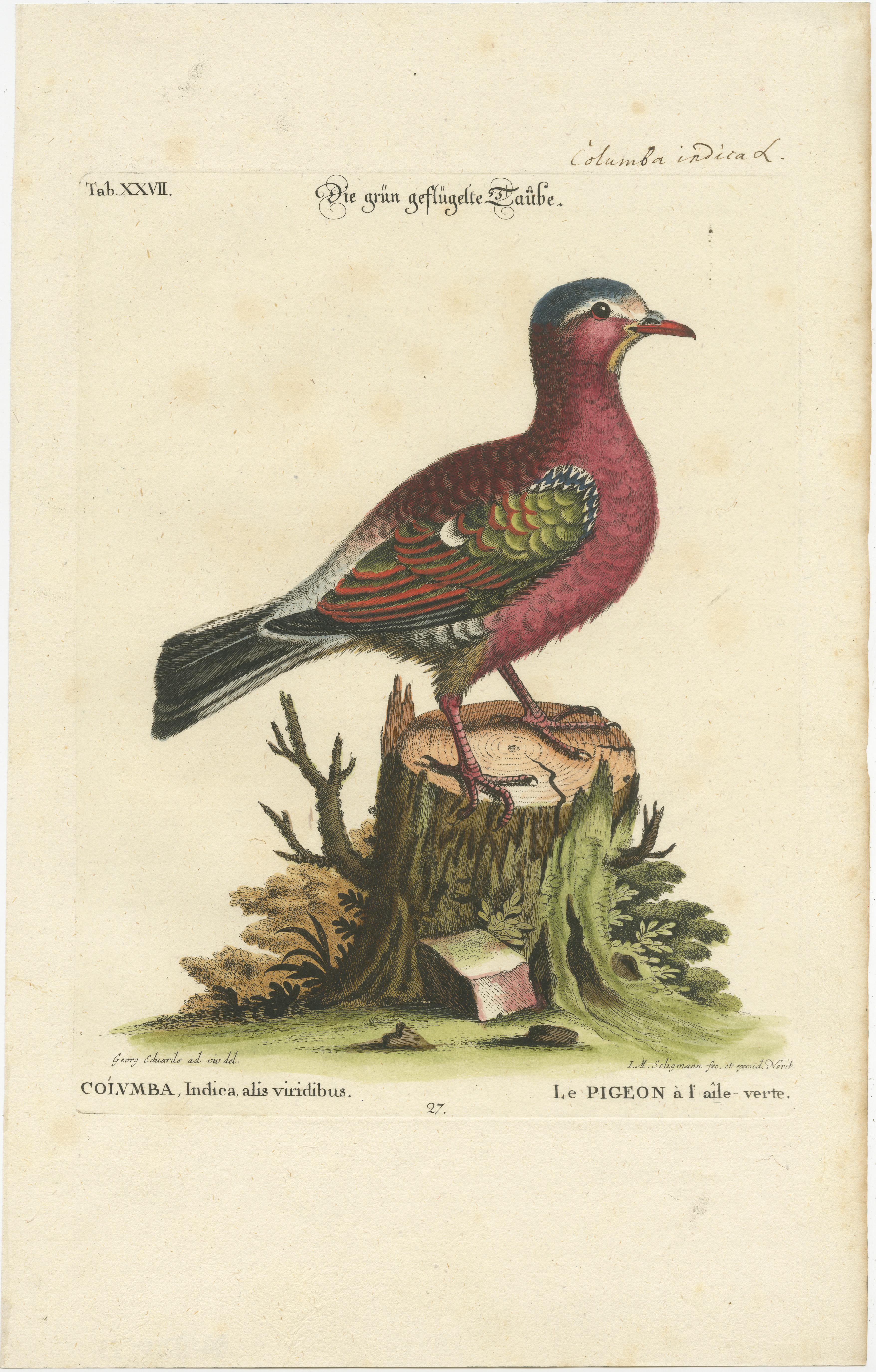 Exotic Pigeons: Hand-Colored Engravings from the Seligmann Edition, c.1770 In Good Condition For Sale In Langweer, NL