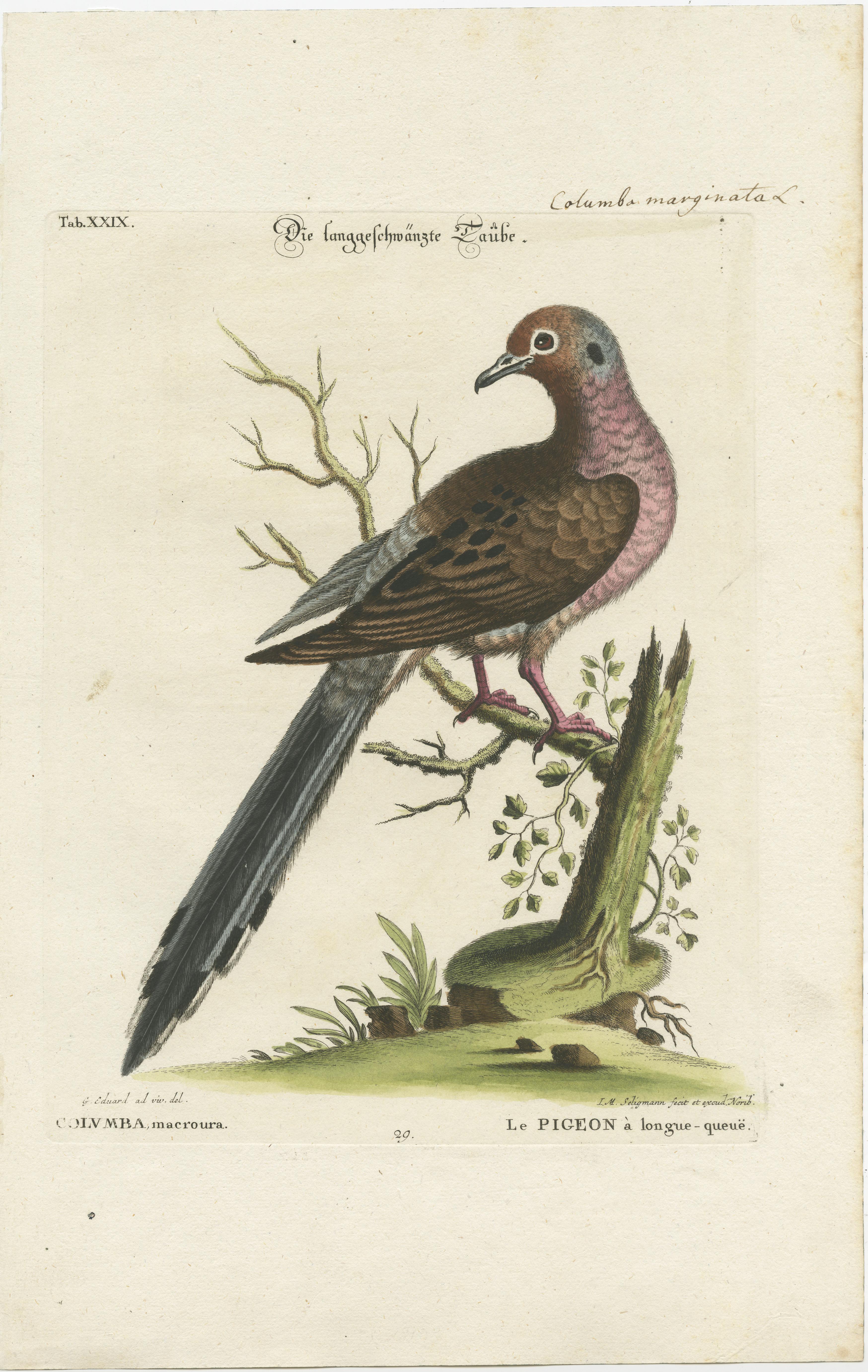 Late 18th Century Exotic Pigeons: Hand-Colored Engravings from the Seligmann Edition, c.1770 For Sale