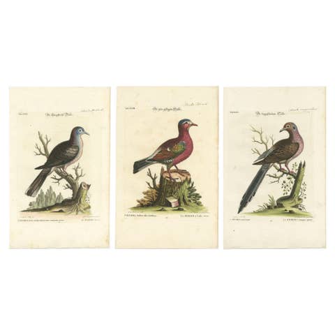 Exotic Pigeons: Hand-Colored Engravings from the Seligmann Edition, c.1770