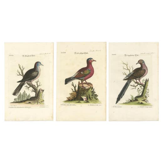 Exotic Pigeons: Hand-Colored Engravings from the Seligmann Edition, c.1770