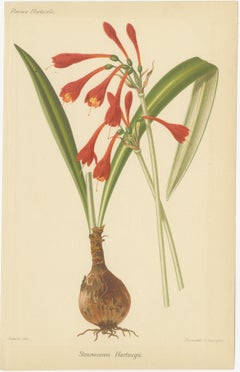 Exotic Splendor: Hartweg's Sage, Flaming Torch, and Melinoni's Bromeliad, c.1855
