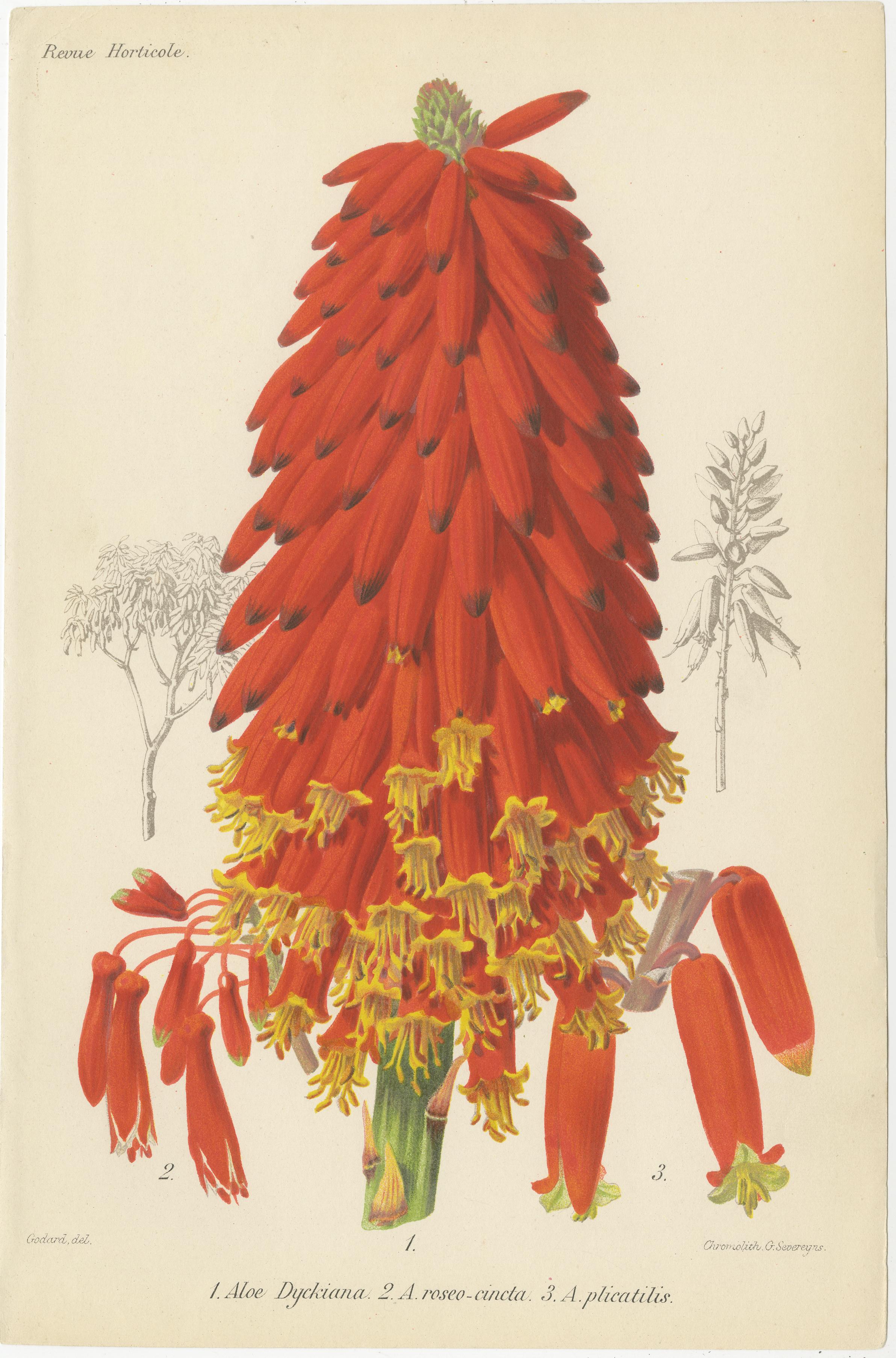 Exotic Splendor: Hartweg's Sage, Flaming Torch, and Melinoni's Bromeliad, c.1855 In Good Condition For Sale In Langweer, NL